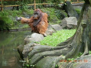 Indonesia Baby Zoo - orangutan