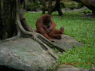 Indonesia Baby Zoo- organgutan
