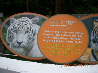 Indonesia Baby Zoo - docile tiger