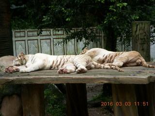 Indonesia Baby Zoo - zebras