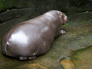 Indonesia Baby Zoo - hippopotamus