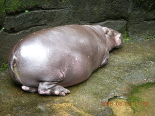 Indonesia Baby Zoo - hippopotamus