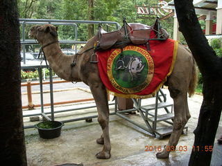 Indonesia Baby Zoo - camel
