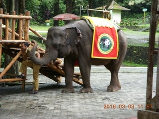Indonesia Baby Zoo - elephant