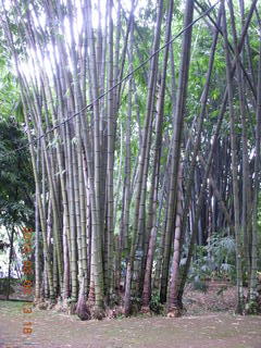 Indonesia Bogur Botanical Garden - bamboo