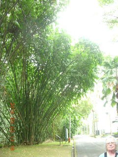 Indonesia Bogur Botanical Garden - bamboo