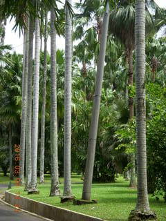 Indonesia Bogur Botanical Garden - bamboo