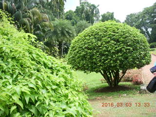Indonesia Bogur Botanical Garden - bamboo