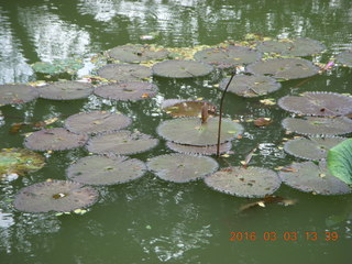 Indonesia Bogur Botanical Garden - lilies