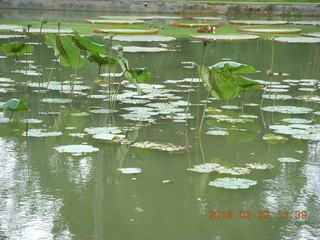 Indonesia Bogur Botanical Garden - lilies