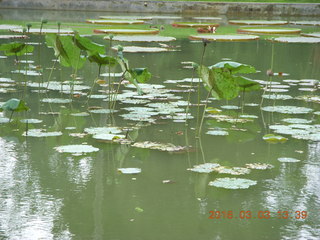 Indonesia Bogur Botanical Garden