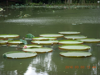 Indonesia Bogur Botanical Garden - big lilies
