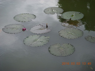 462 993. Indonesia Bogur Botanical Garden - lilies