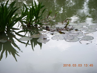 Indonesia Bogur Botanical Garden - lilies