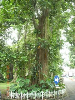 Indonesia Bogur Botanical Garden - Adam with local group