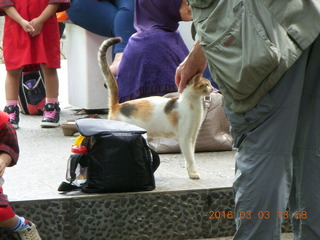 Indonesia Bogur Botanical Garden - cat