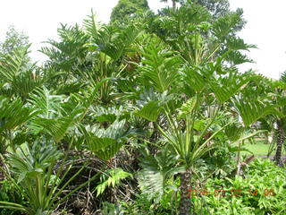 Indonesia Bogur Botanical Garden food cart