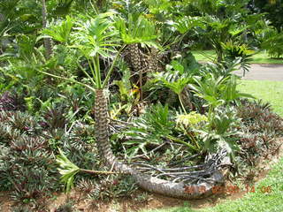 Indonesia Bogur Botanical Garden - cat