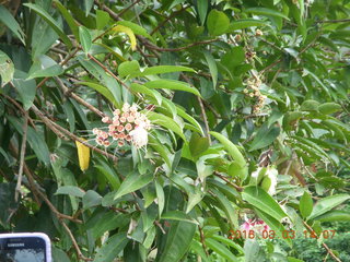 Indonesia Bogur Botanical Garden - cat