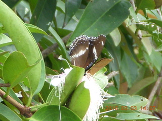 Indonesia Bogur Botanical Garden - butterfly