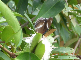 108 993. Indonesia Bogur Botanical Garden - butterfly