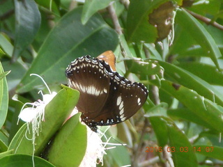 Indonesia Bogur Botanical Garden - butterfly +++