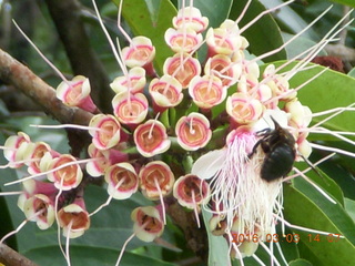 Indonesia Bogur Botanical Garden