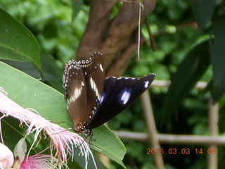 Indonesia Bogur Botanical Garden - butterfly