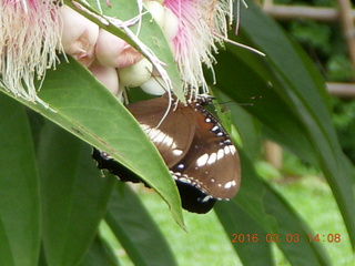 111 993. Indonesia Bogur Botanical Garden - butterfly