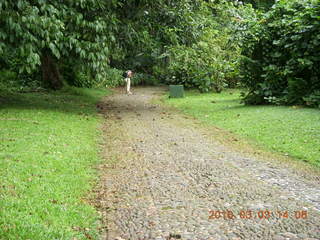 Indonesia Bogur Botanical Garden - cat