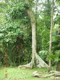 Indonesia Bogur Botanical Garden