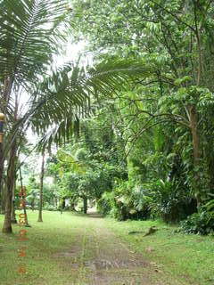 Indonesia Bogur Botanical Garden