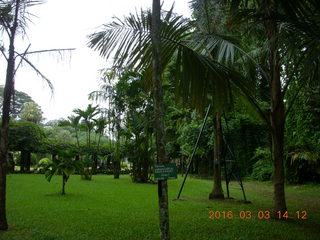 Indonesia Bogur Botanical Garden - butterfly +++