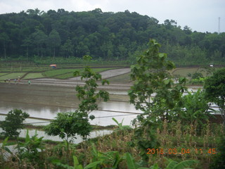 Indonesia - bus ride to Borabudur - rice paddies