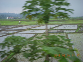 Indonesia - bus ride to Borabudur - rice paddies