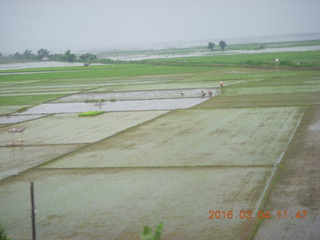 37 994. Indonesia - bus ride to Borabudur - rice paddies