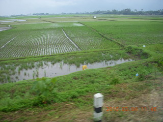 Indonesia - bus ride to Borabudur - ride paddies