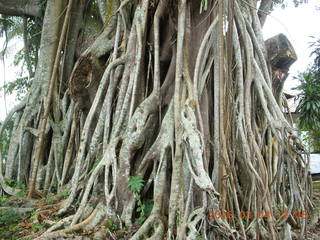 Indonesia - bus ride to Borabudur - coffee stop - big tree