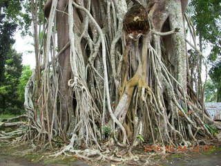 Indonesia - bus ride to Borabudur - coffee stop - big tree