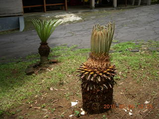 Indonesia - bus ride to Borabudur - coffee stop