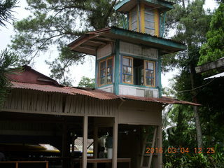 Indonesia - bus ride to Borabudur - coffee stop - big tree