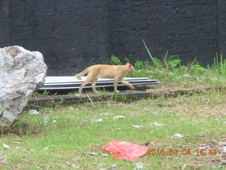 291 994. Indonesia - bus ride back from Borobudur + temple + cat