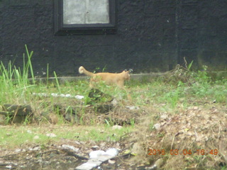 Indonesia - bus ride back from Borobudur + temple + cat