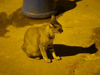 Indonesia - bus ride back from Borobudur - port cat