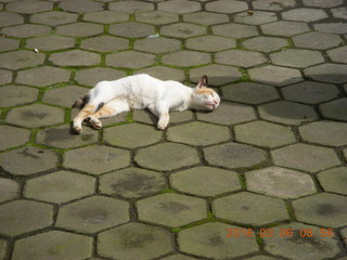 26 996. Indonesia - Probolinggo drive to Mt. Bromo - cat at rest stop