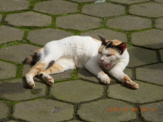 Indonesia - Probolinggo drive to Mt. Bromo - cat at rest stop