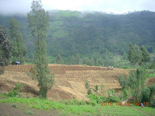 Indonesia - Probolinggo drive to Mt. Bromo - cat at rest stop