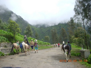 Indonesia - Jeep drive to Mt. Bromo - horses