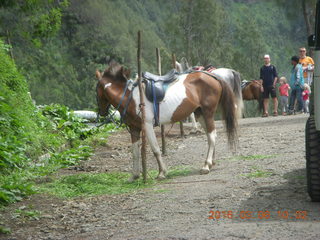 Indonesia - Mighty Mt. Bromo - horses