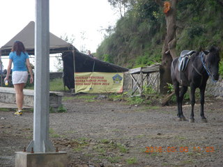 Indonesia - Mighty Mt. Bromo - horse